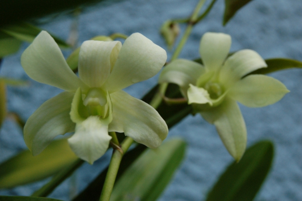 Dendrobium Liberty Green flowers internet picture
