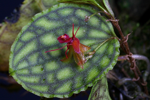 Lepanthes calodictyon flower internet picture