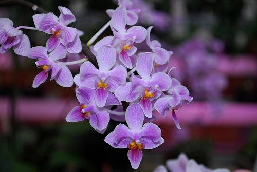 Phal. Silbergrube flowers internet picture