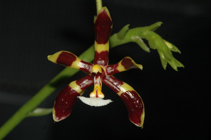 Phal. mannii internet picture