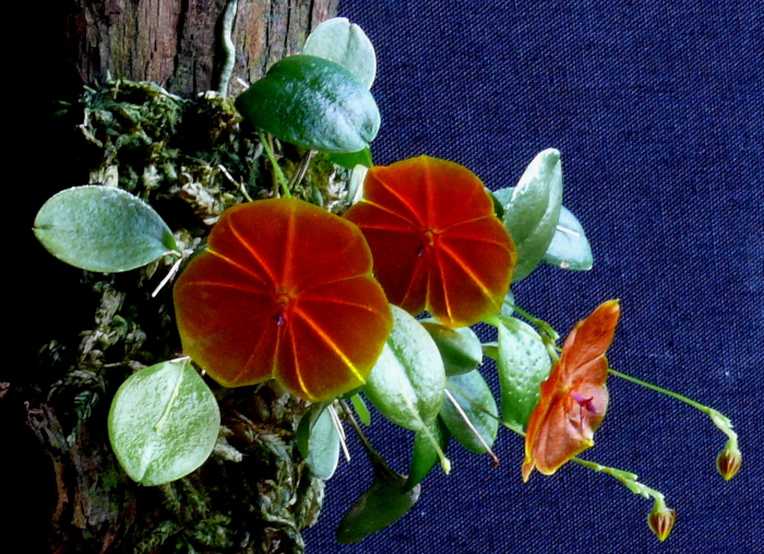 Lepanthes telipogoniflora internet picture