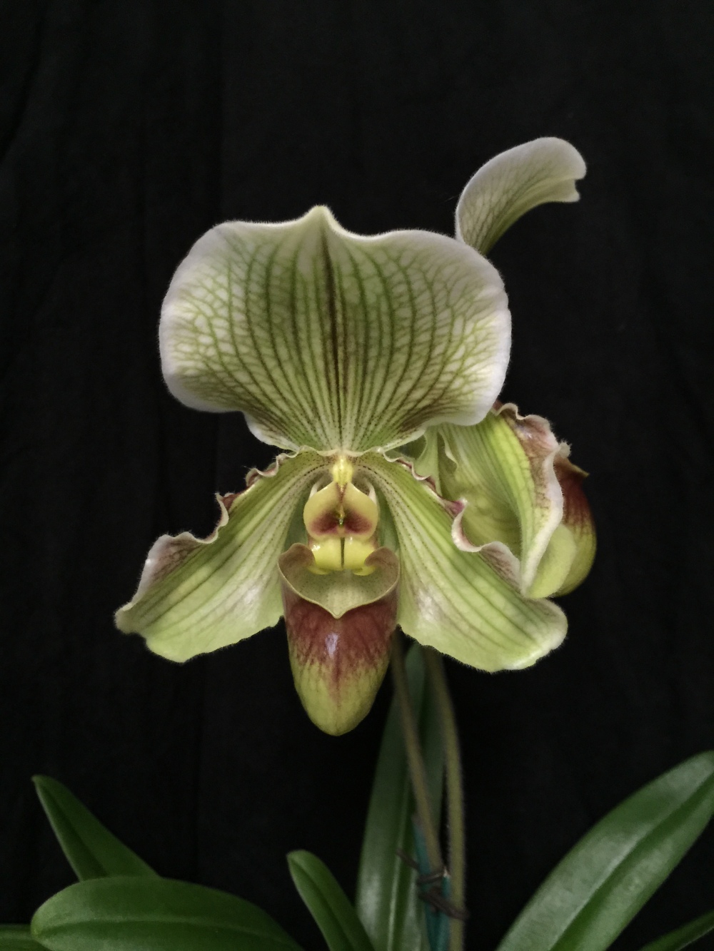 Paph. Fairly Sauced